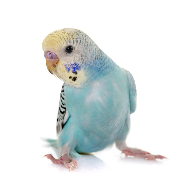 Jovem colorido budgerigar — Fotografia de Stock