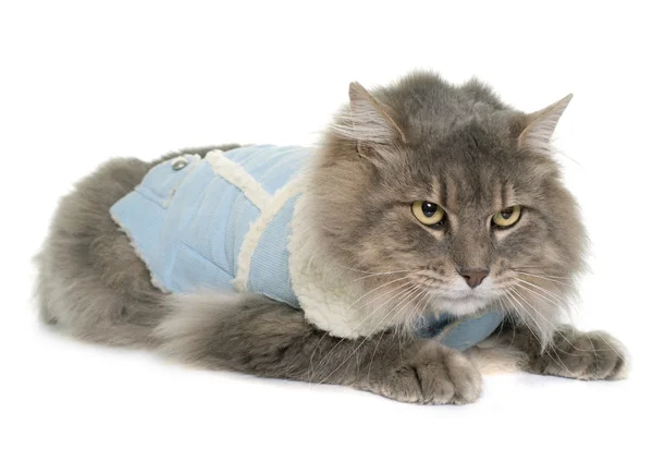 Dressed maine coon cat — Stock Photo, Image