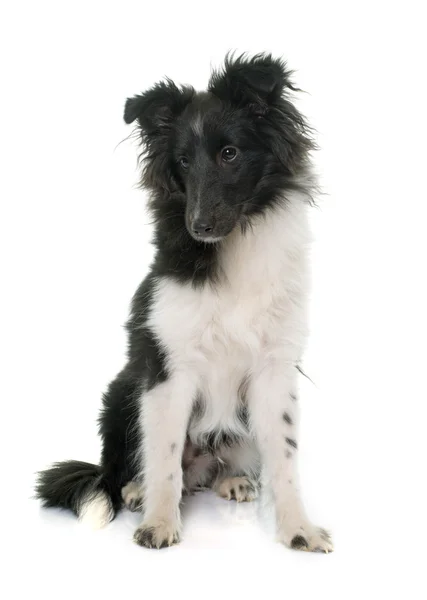 Cane da pastore delle Shetland dei cuccioli — Foto Stock