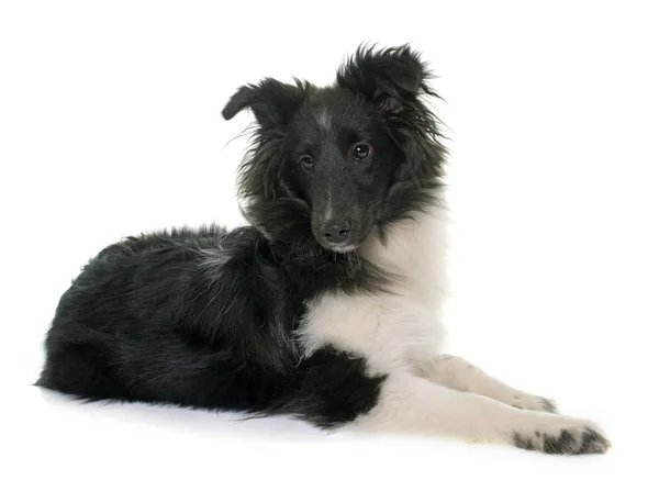 Cachorro shetland pastor —  Fotos de Stock
