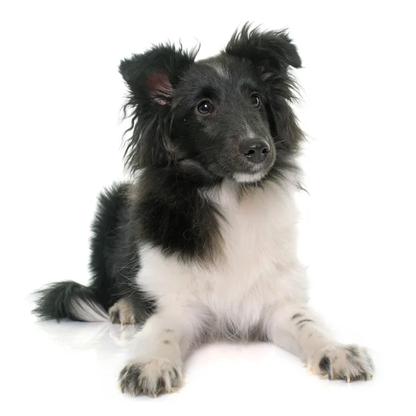 Filhote de cachorro shetland sheepdog — Fotografia de Stock