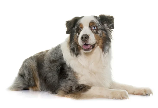 Brown australian shepherd — Stock Photo, Image