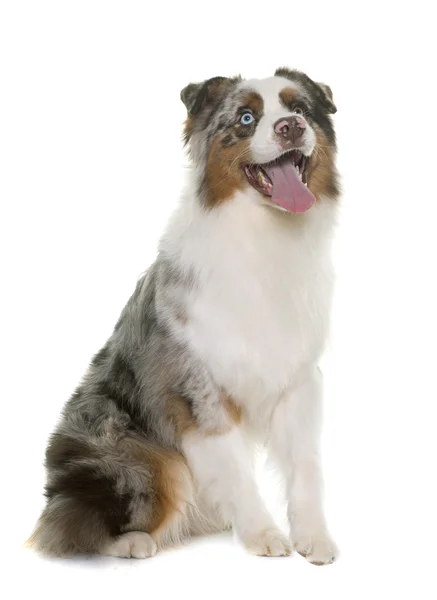 Brun australian shepherd — Stockfoto