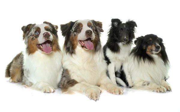 Four purebred dogs — Stock Photo, Image