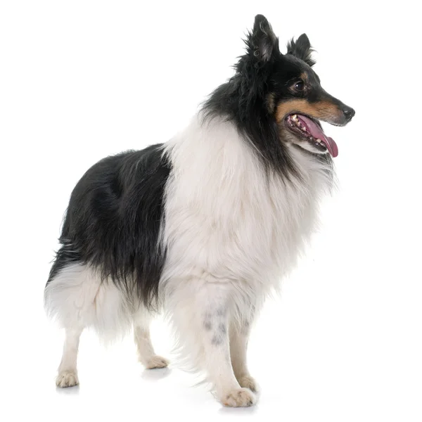 Vuxen shetland sheepdog — Stockfoto