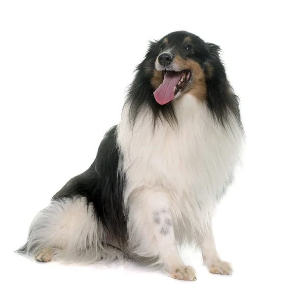 Vuxen shetland sheepdog — Stockfoto