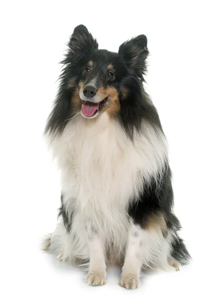 Adult shetland sheepdog — Stock Photo, Image