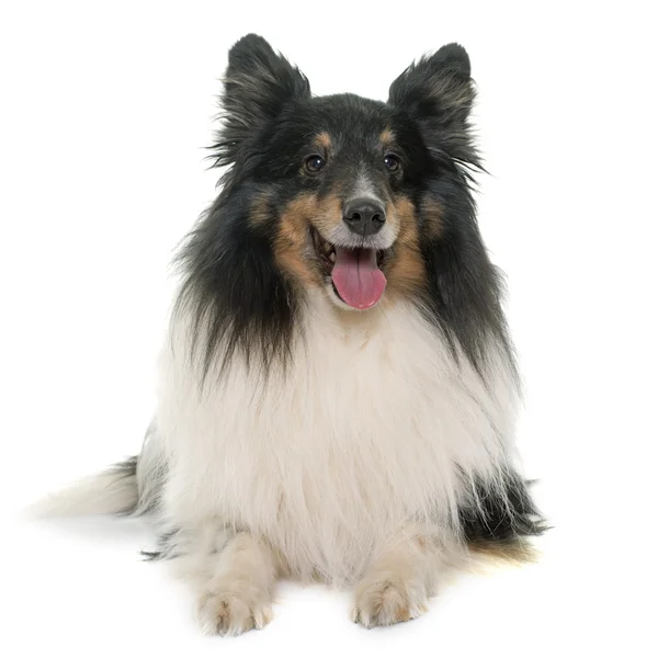 Adult shetland sheepdog — Stock Photo, Image