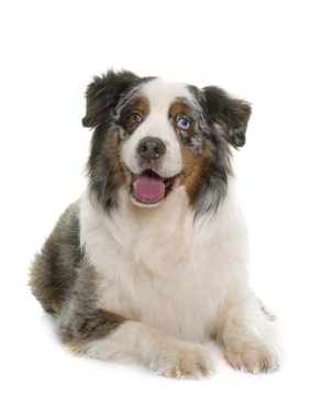 kahverengi Avustralyalı çoban