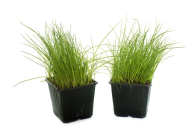 tencerede Frenk soğanı