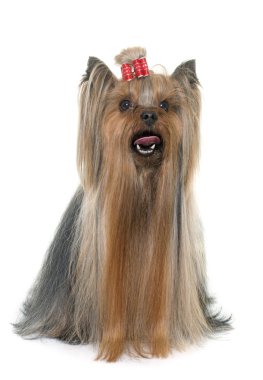 Yetişkin yorkshire korkunç