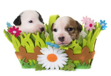 russel terrier yavru jack