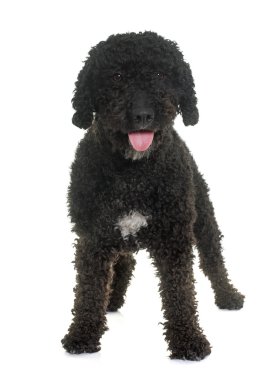 İspanyol su köpeği