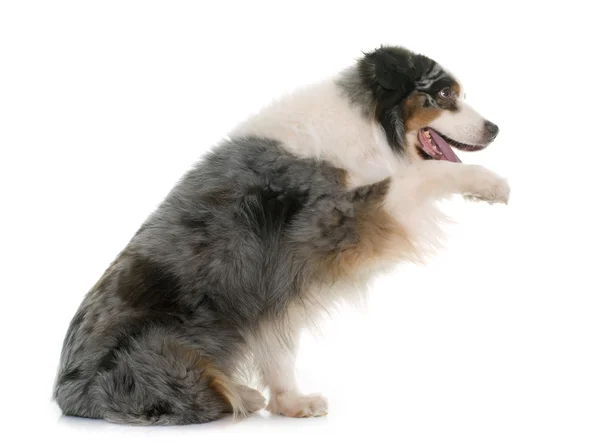 Brown australian shepherd — Stock Photo, Image