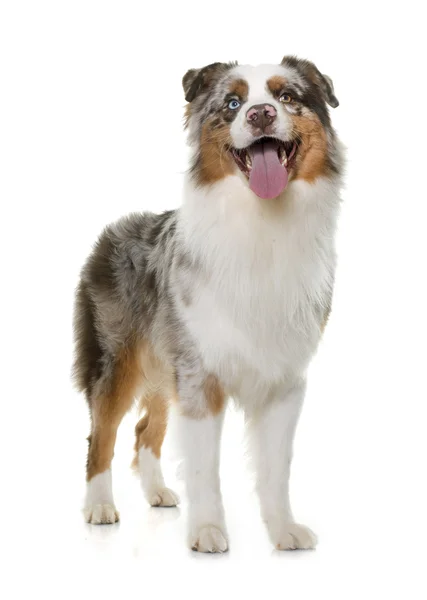 Brown australian shepherd — Stock Photo, Image