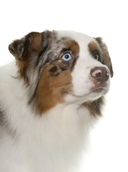 Brown australian shepherd — Stock Photo, Image