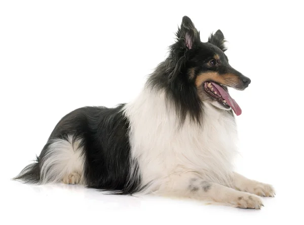 Vuxen shetland sheepdog — Stockfoto