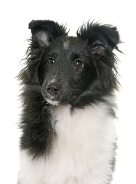 Cachorro shetland pastor —  Fotos de Stock