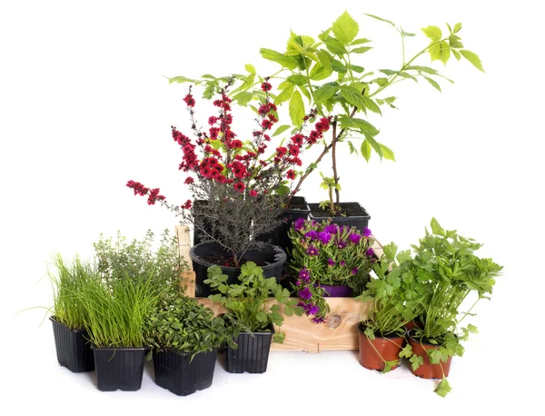 Grupo de plantas — Foto de Stock