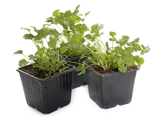 Coriander in pot — Stock Photo, Image