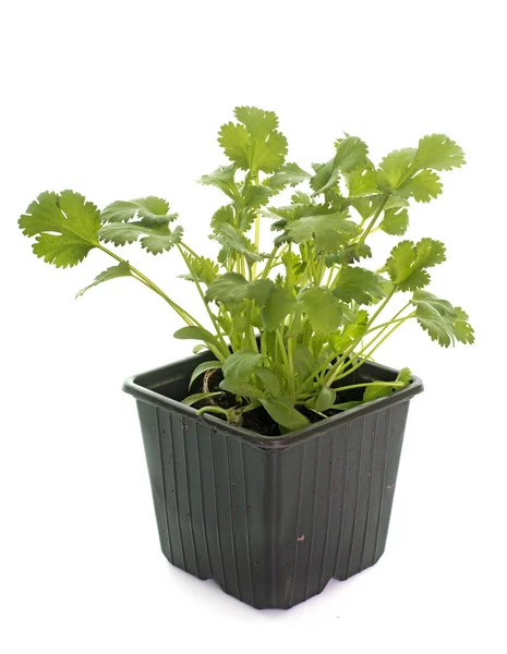 Coriander in pot — Stock Photo, Image