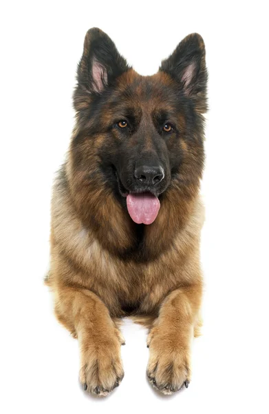 Adult german shepherd — Stock Photo, Image