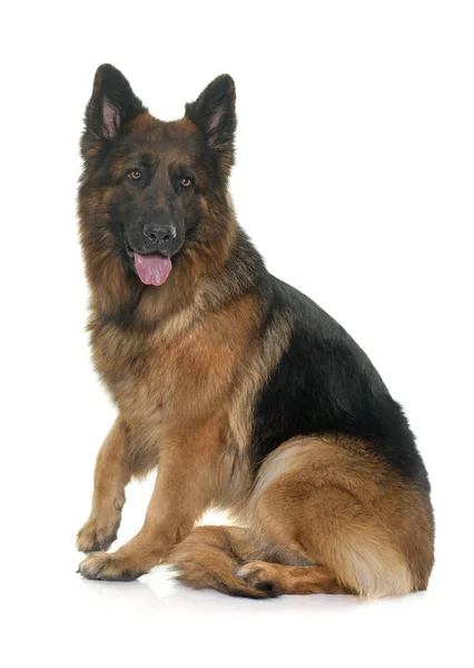 Adult german shepherd — Stock Photo, Image