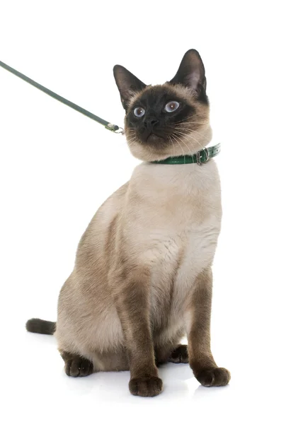 Young siamese cat — Stock Photo, Image