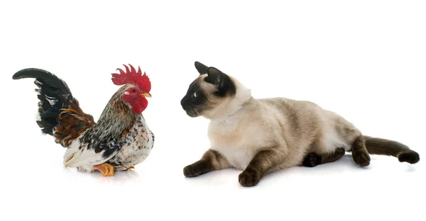 Rooster and siamese cat — Stock Photo, Image