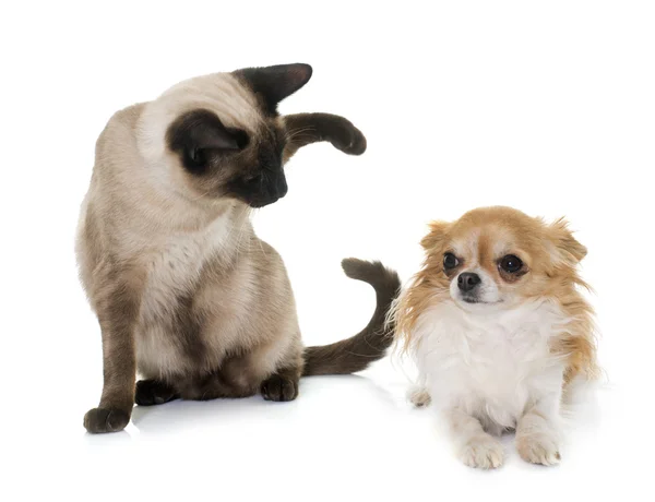 Junge siamesische Katze und Chihuahua — Stockfoto