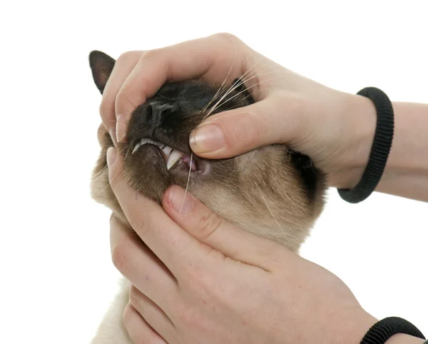 Teeth of siamese cat — Stock Photo, Image