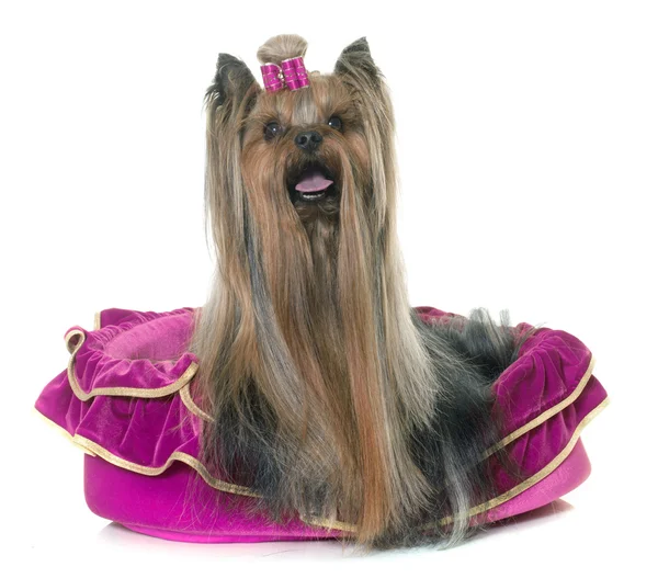 Dorosły yorkshire terrier — Zdjęcie stockowe