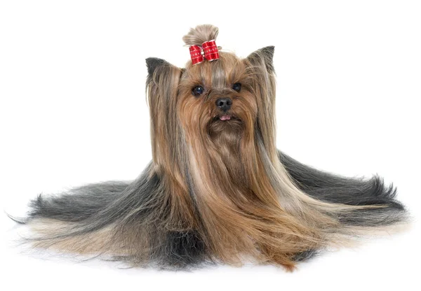 Dorosły yorkshire terrier — Zdjęcie stockowe