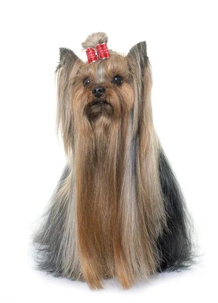 Dorosły yorkshire terrier — Zdjęcie stockowe