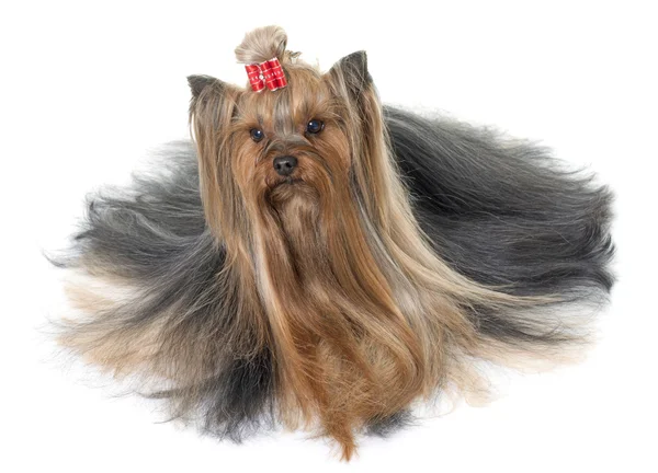 Adulte yorkshire terrier — Photo
