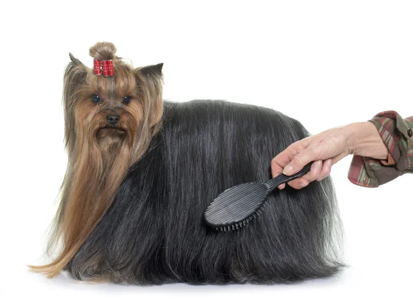 Oporządzanie konia yorkshire terrier — Zdjęcie stockowe