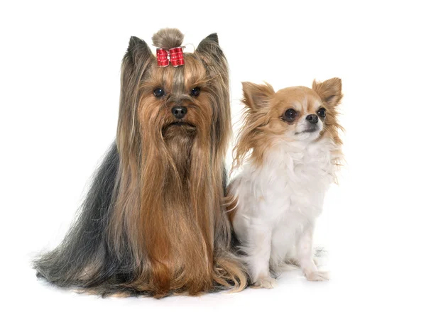 Adulte yorkshire terrier et chihuahua — Photo