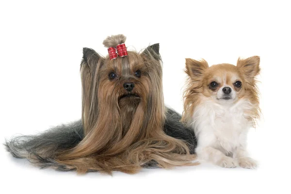 Vuxen yorkshire terrier och chihuahua — Stockfoto