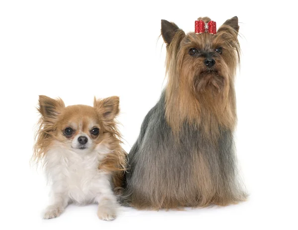 Chihuahua and yorkshire terrier — Stock Photo, Image