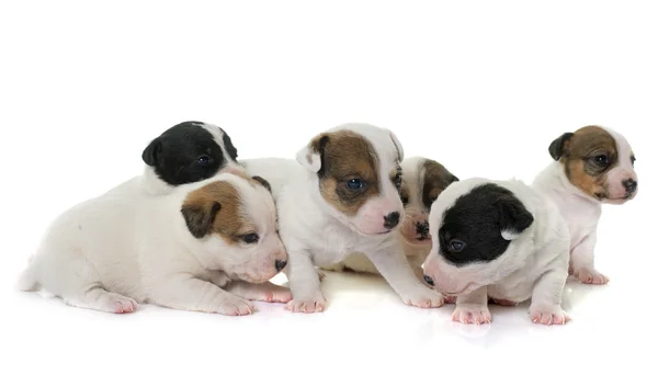 Cachorros jack russel terrier — Fotografia de Stock