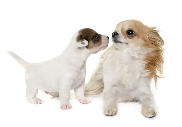 Štěně jack russel teriér a čivava — Stock fotografie