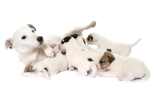 Volwassene en puppies jack russel Terriër — Stockfoto