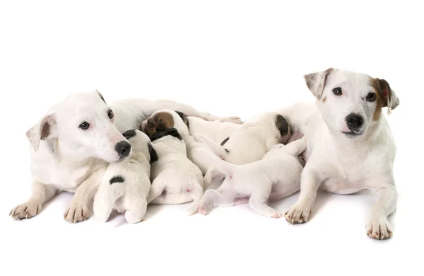 Adulto y cachorros jack russel terrier —  Fotos de Stock