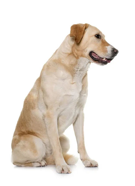 Female labrador retriever — Stock Photo, Image