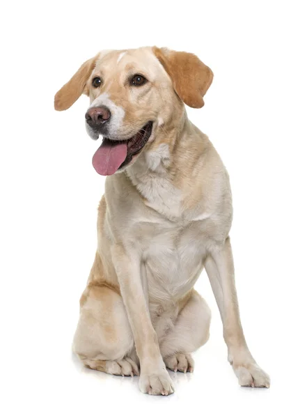 Labrador retriever hembra — Foto de Stock