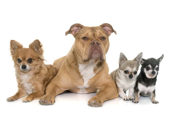 Gamla engelska bulldog och chihuahua — Stockfoto