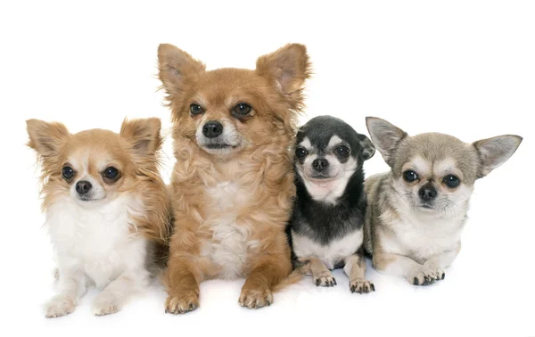 Grupp av chihuahua — Stockfoto