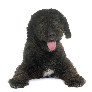 İspanyol su köpeği
