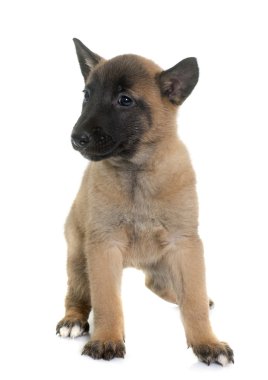 yavru çoban Belçikalı malinois