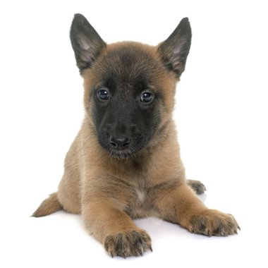 yavru çoban Belçikalı malinois